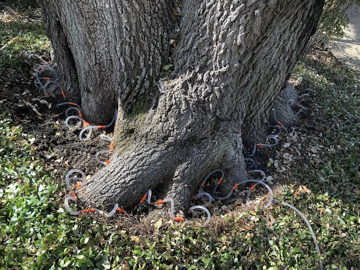 Detailed Tree Cabling and Bracing job site in Rock City Falls