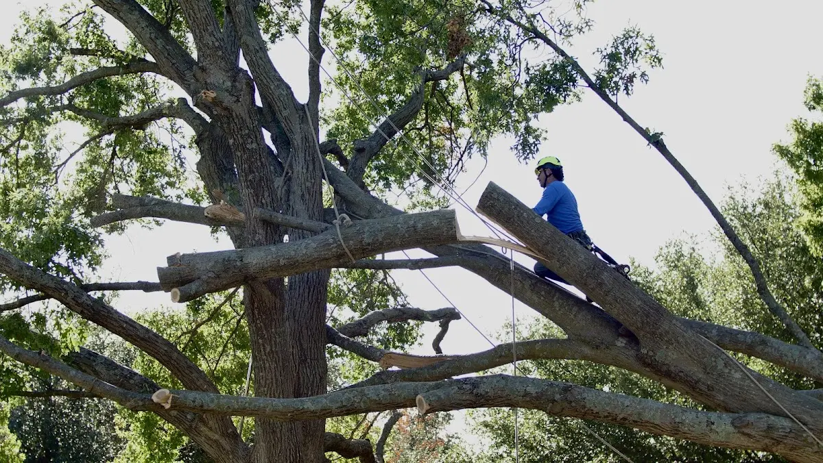 Professional Crown Thinning performed by certified arborists in Rock City Falls