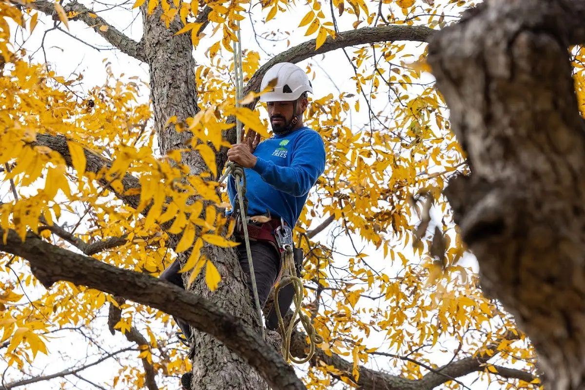 Skilled Tree Pruning crew working in Rock City Falls