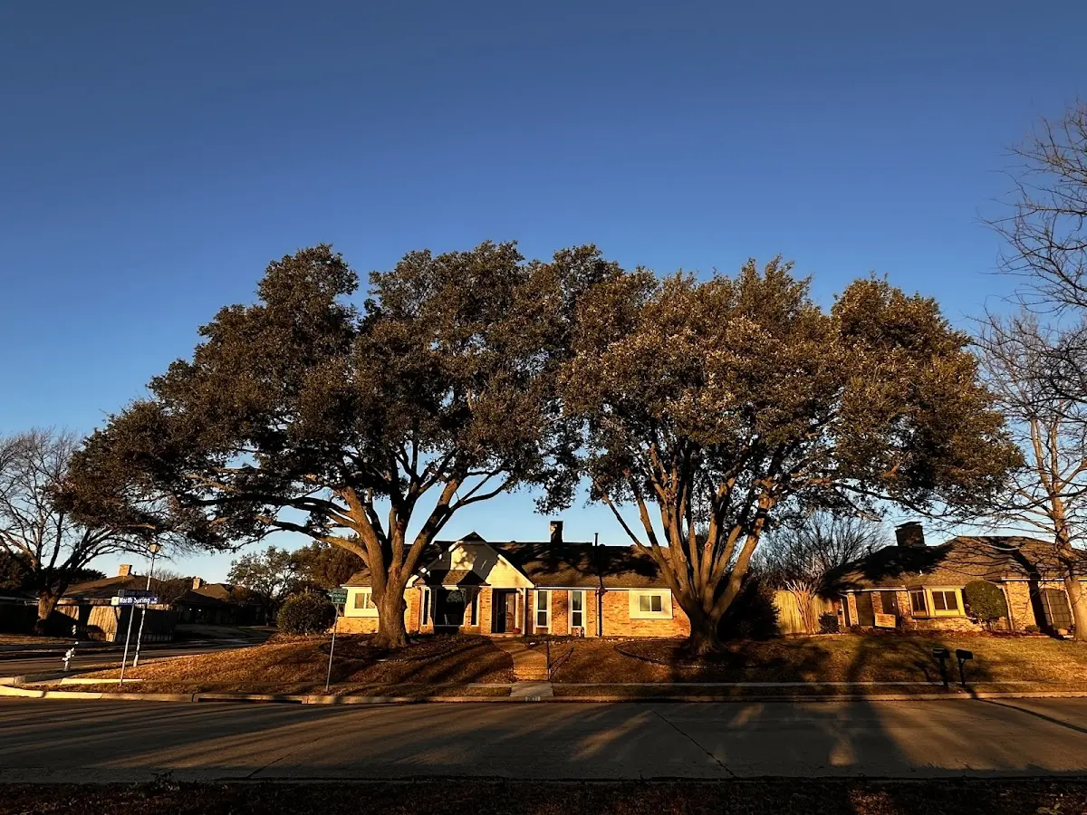 Established residential canopy tree shading a home in Rock City Falls